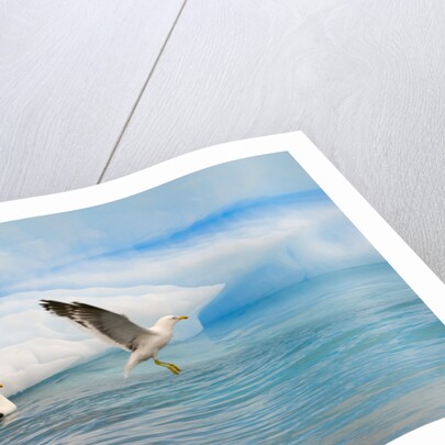 Dominican Seagulls by Iceberg by Anonymous
