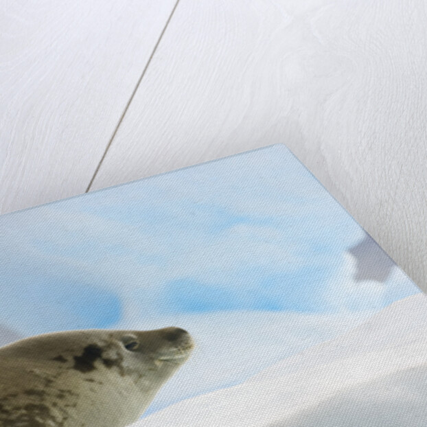 Crabeater Seal Resting on Ice by Anonymous