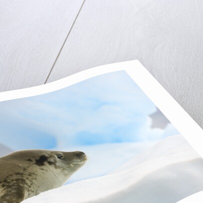 Crabeater Seal Resting on Ice by Anonymous