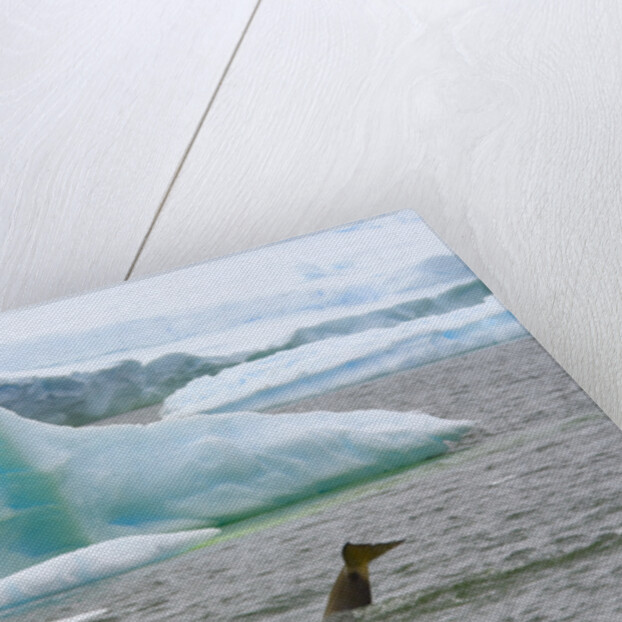 Killer Whale Diving near Penguin on Iceberg by Anonymous