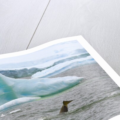 Killer Whale Diving near Penguin on Iceberg by Anonymous