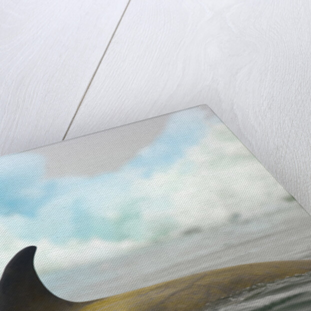 Killer Whale Swimming near Iceberg by Anonymous
