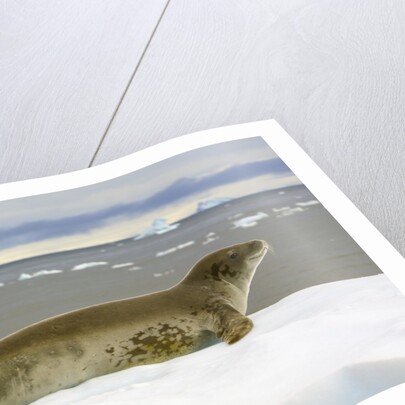 Leopard Seal Resting on Ice by Anonymous