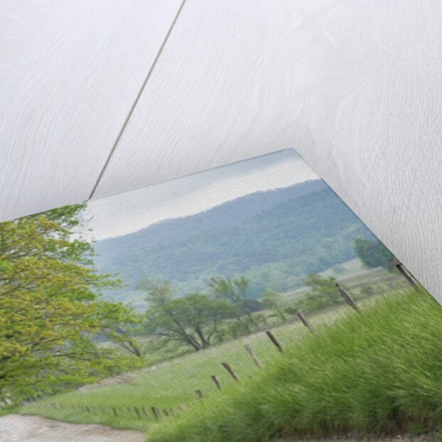 Rural Road in Cades Cove by Anonymous