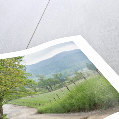 Rural Road in Cades Cove by Anonymous