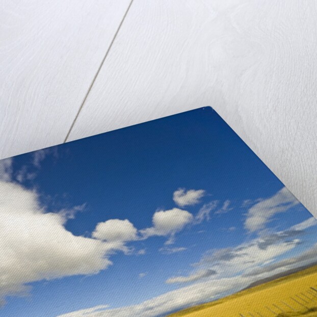 Cumulus Clouds Over Golden Pampas in Chile by Anonymous