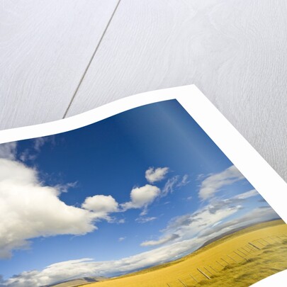 Cumulus Clouds Over Golden Pampas in Chile by Anonymous