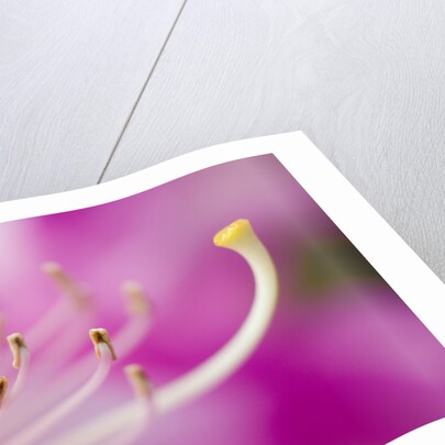 Close-up of Pink Rhododendron Bloom by Anonymous