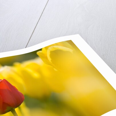 Red Tulip with Yellow Tulips by Anonymous