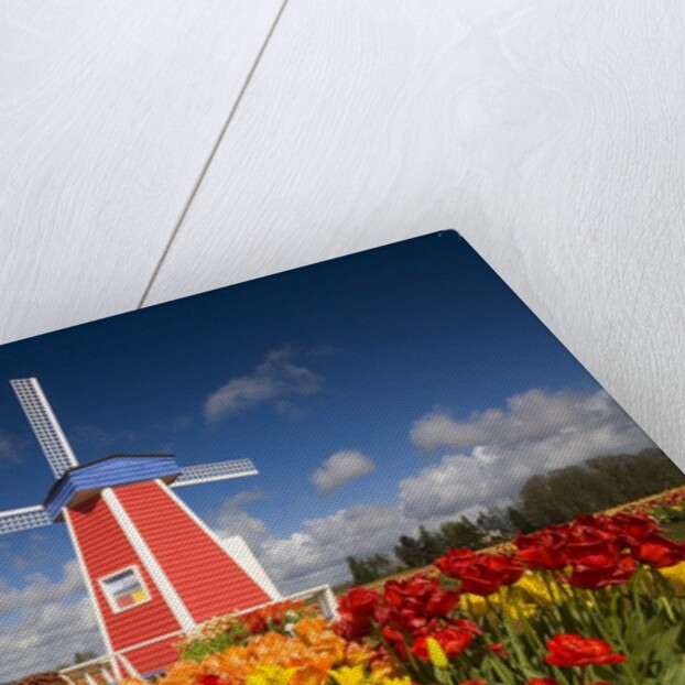 Windmill in Tulip Field by Anonymous