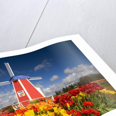 Windmill in Tulip Field by Anonymous