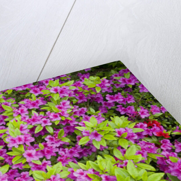Azaleas in Bloom by Anonymous