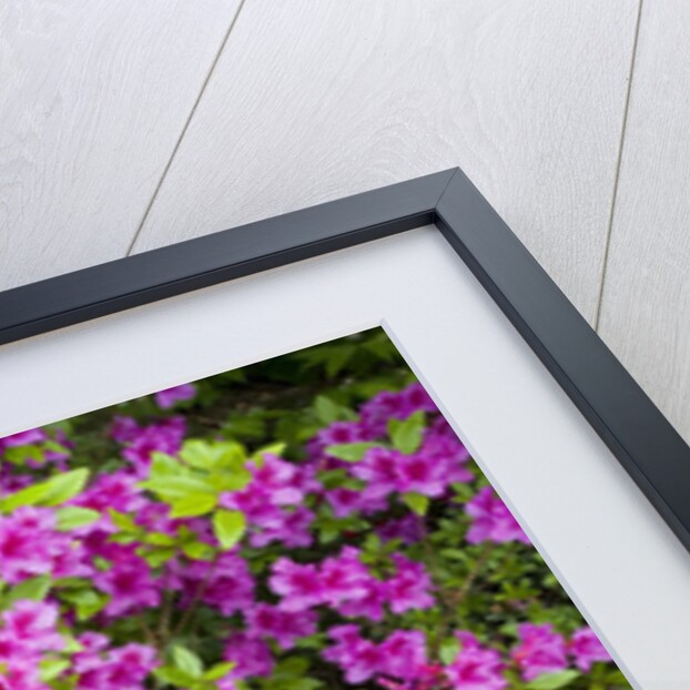 Azaleas in Bloom by Anonymous