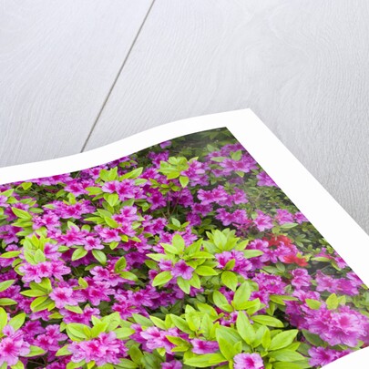 Azaleas in Bloom by Anonymous