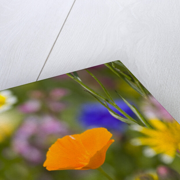 California Poppy Among Wildflowers by Anonymous
