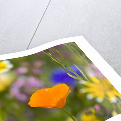 California Poppy Among Wildflowers by Anonymous