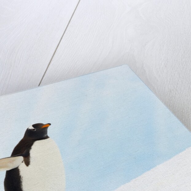 Gentoo Penguin on Iceberg in Gerlache Strait by Anonymous