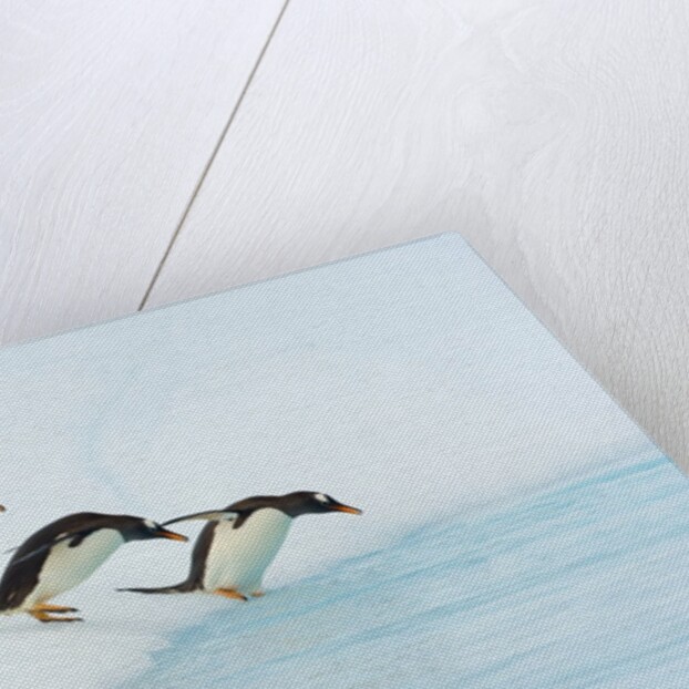 Gentoo Penguins Contemplating Jumping into Gerlache Strait by Anonymous