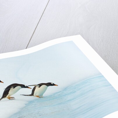 Gentoo Penguins Contemplating Jumping into Gerlache Strait by Anonymous