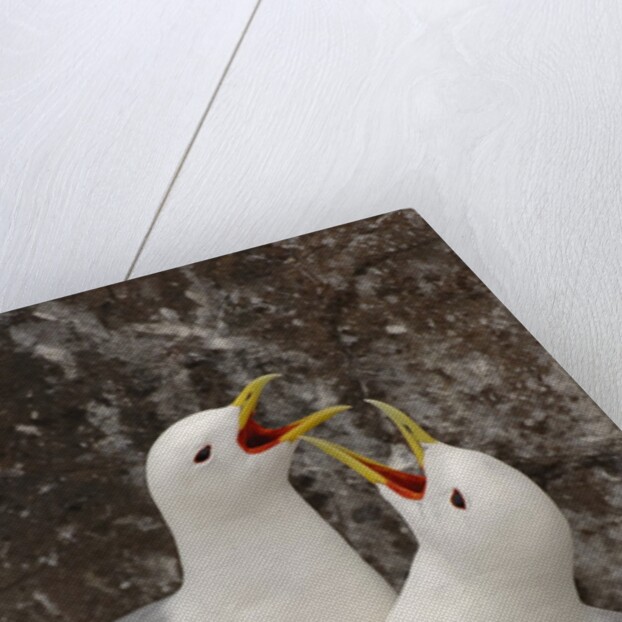 Black-legged Kittiwake Breeding Couple Greeting each Other by Anonymous