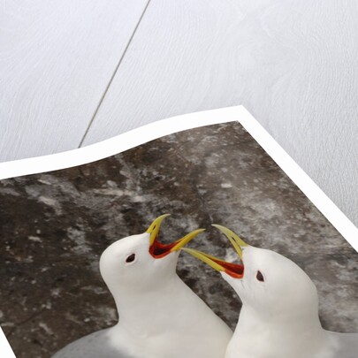 Black-legged Kittiwake Breeding Couple Greeting each Other by Anonymous