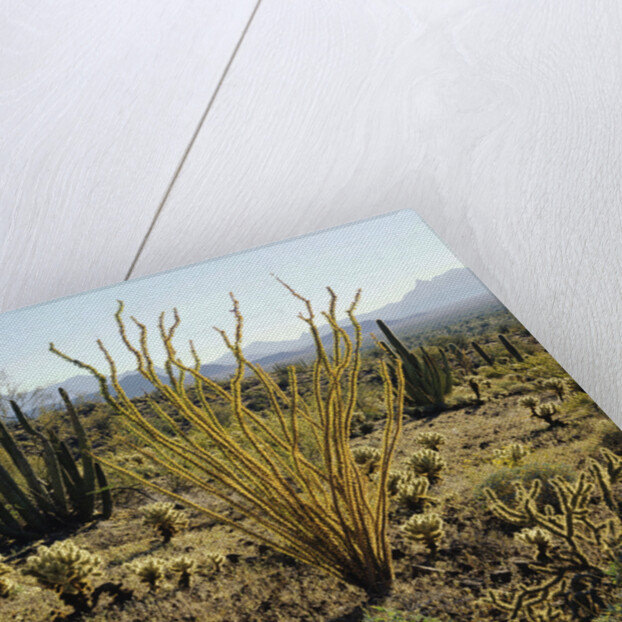 The Sonoran Desert at Sunrise by Anonymous