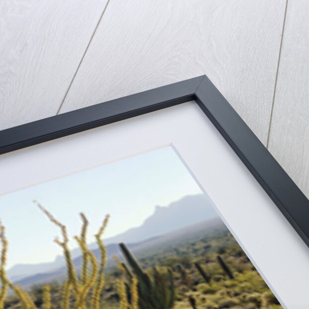 The Sonoran Desert at Sunrise by Anonymous