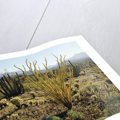 The Sonoran Desert at Sunrise by Anonymous