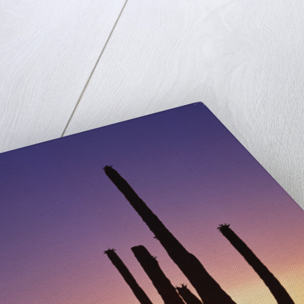Saguaro Cacti at Sunset by Anonymous
