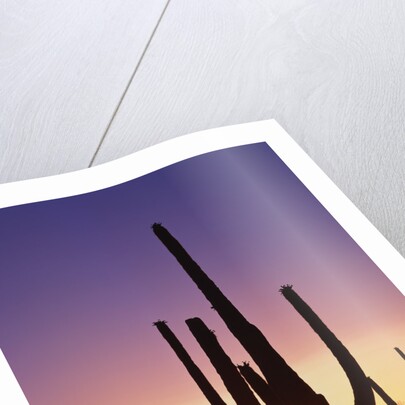 Saguaro Cacti at Sunset by Anonymous