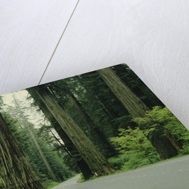 Highway 101 through Redwoods by Anonymous