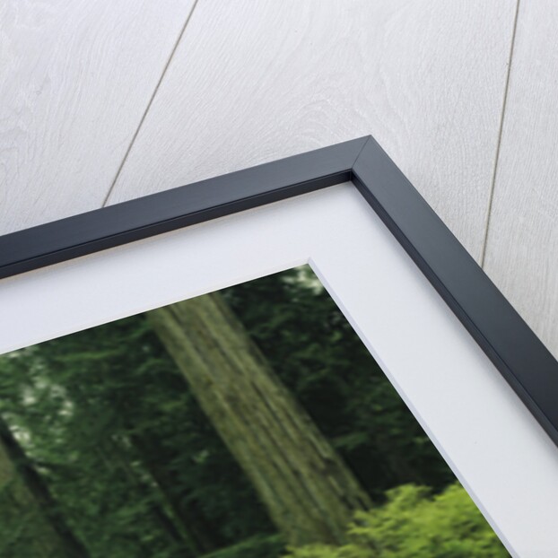 Highway 101 through Redwoods by Anonymous