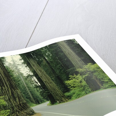 Highway 101 through Redwoods by Anonymous