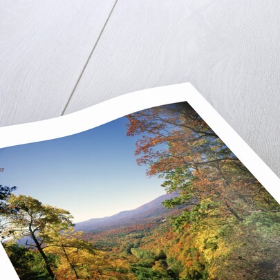 View into Valley from Amicalola Falls by Anonymous