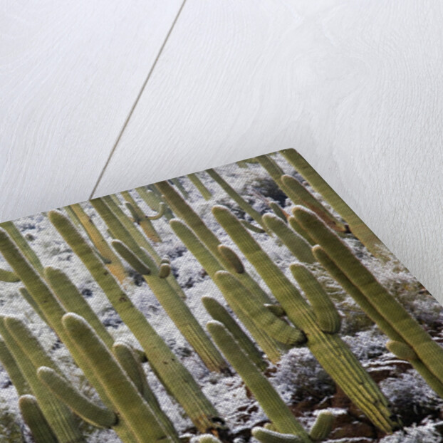 Saguaro Cacti in Snow by Anonymous