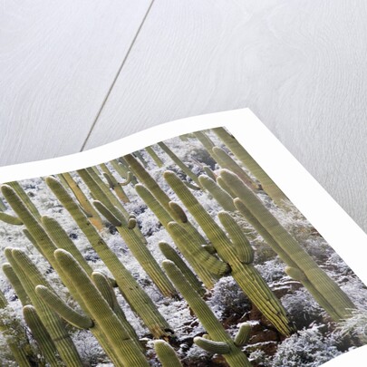 Saguaro Cacti in Snow by Anonymous