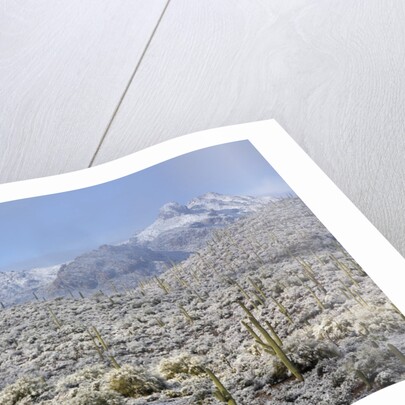 Sonoran Desert in winter by Anonymous