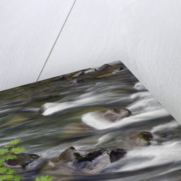Sol Duc River Flowing over Rocks by Anonymous