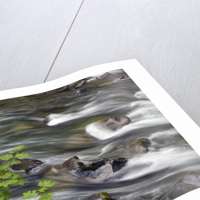 Sol Duc River Flowing over Rocks by Anonymous