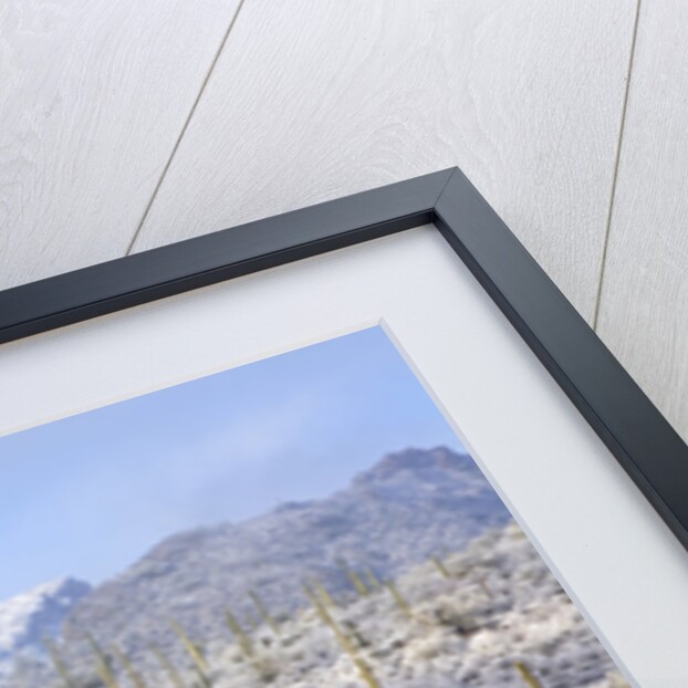 Winter in the Sonoran Desert by Anonymous