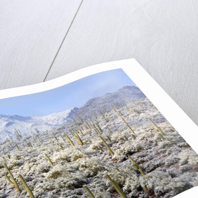 Winter in the Sonoran Desert by Anonymous