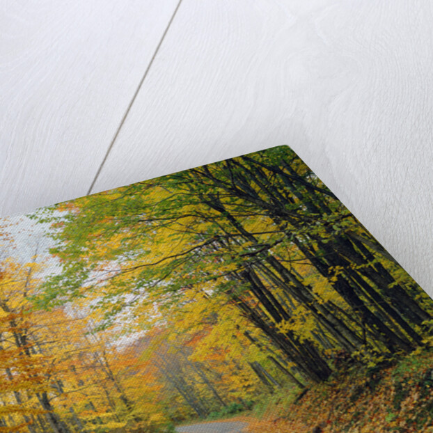 Country Road through Forest in Autumn by Anonymous