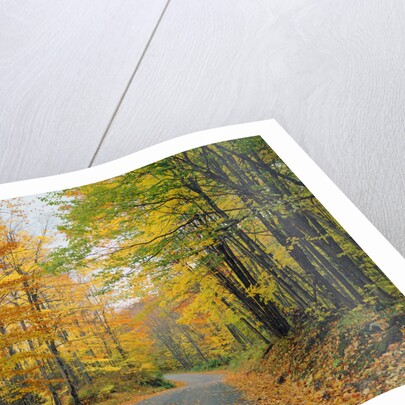 Country Road through Forest in Autumn by Anonymous