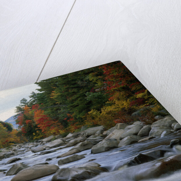 Swift River Flowing through Forest in Autumn by Anonymous