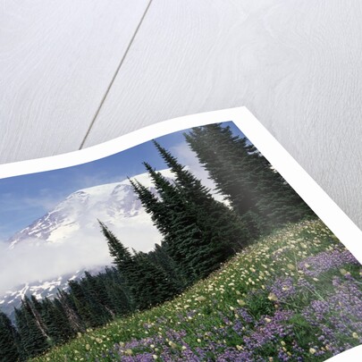 Wildflowers at Paradise Meadow by Anonymous