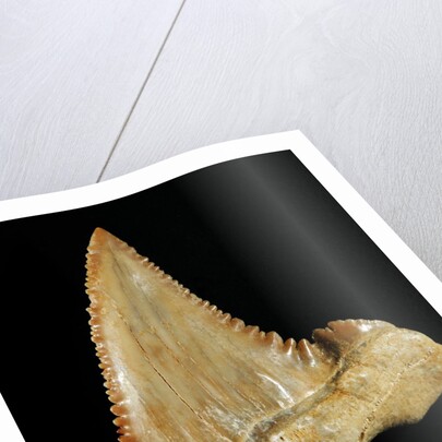 Tooth from Great White Shark by Anonymous