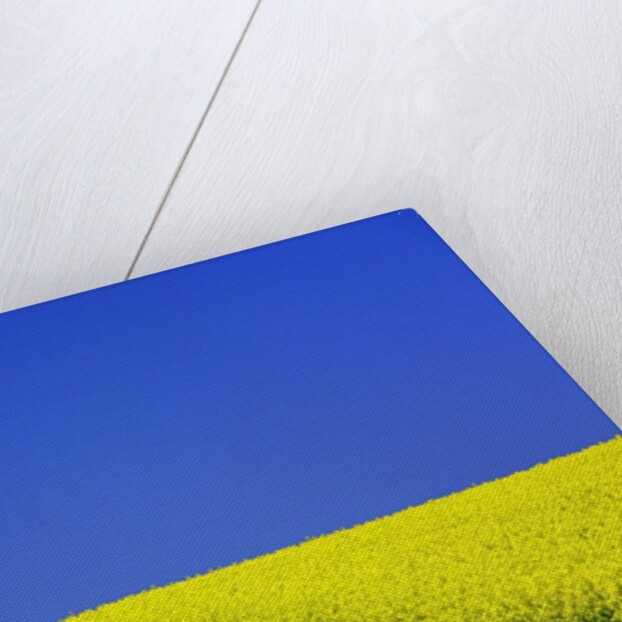 Blooming Rape Plant Field by Anonymous