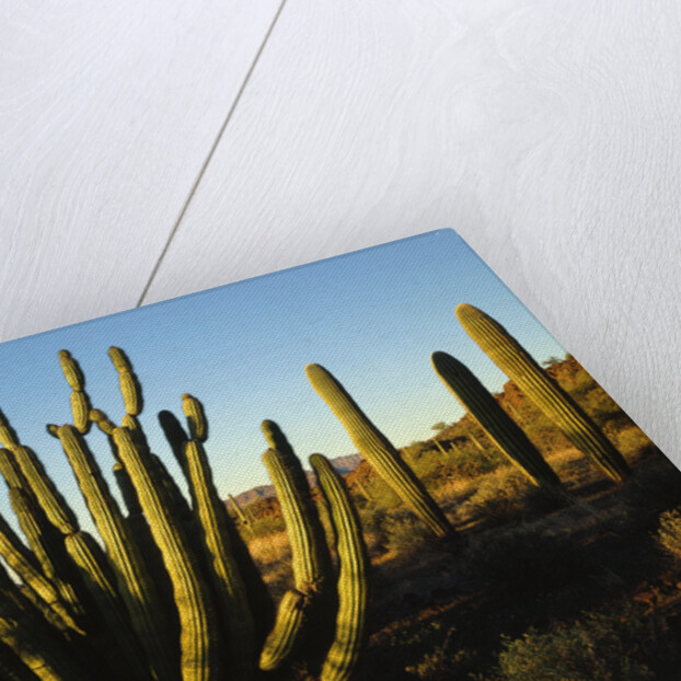 Organ Pipe Cactus by Anonymous