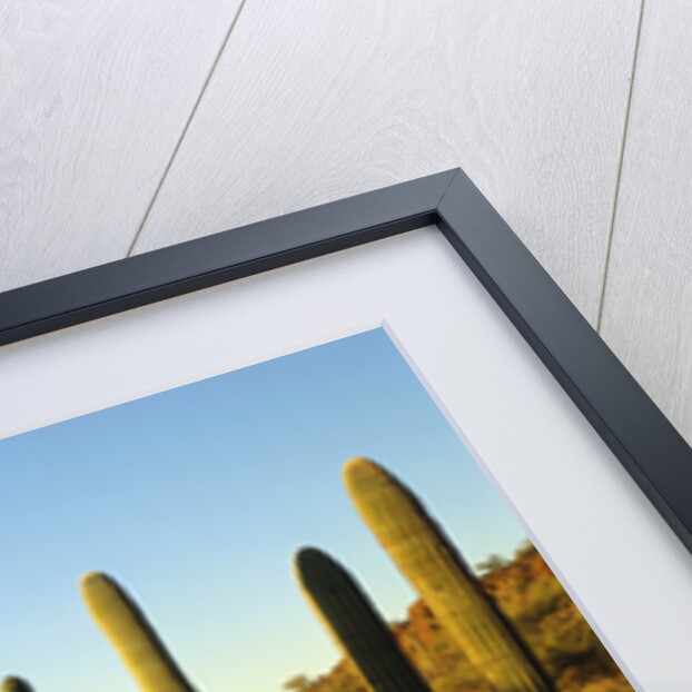 Organ Pipe Cactus by Anonymous