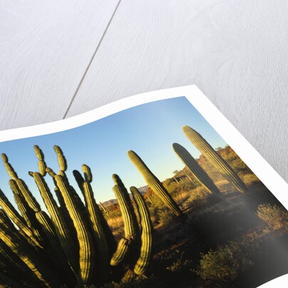 Organ Pipe Cactus by Anonymous